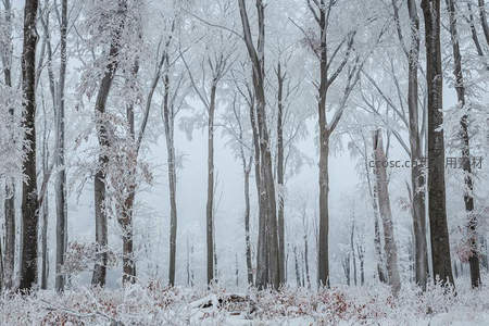 冬日雪林银装素裹，雾气氤氲似仙境