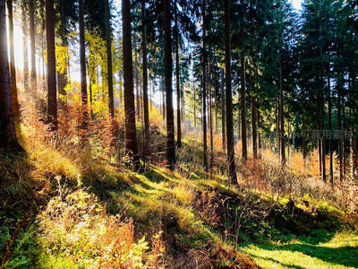 阳光穿透林间的金色森林