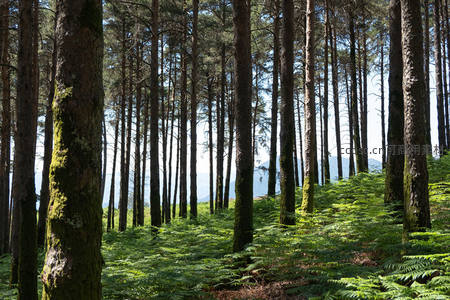 阳光穿透松林洒在青翠蕨类上
