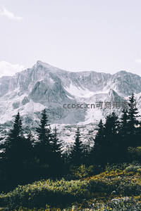 巍峨雪山脚下松林与野花相映