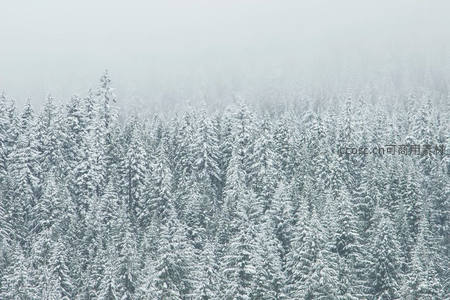 航拍视角下无垠雪松林海苍茫