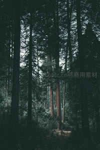 幽深密林中高耸树干直指苍穹