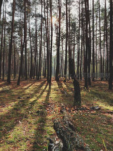 晨曦透过松林洒下斑驳光影路径