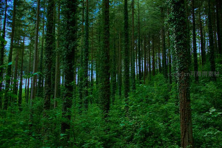 藤蔓缠绕的幽深森林秘境