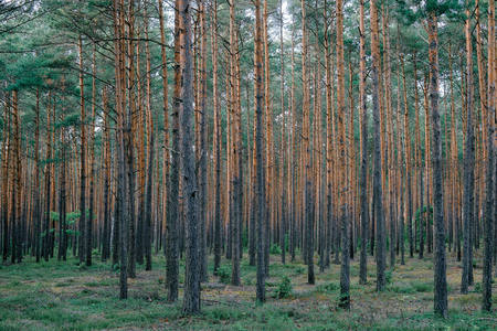 笔直松林构成的几何森林