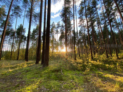 阳光穿透松林洒落青苔地面