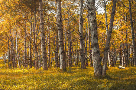 金秋松林满地落叶如黄金