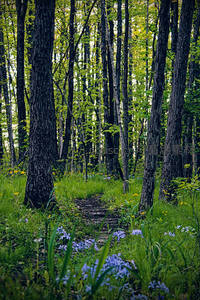 林间小路旁野花绽放春意浓