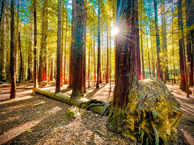巨杉林中阳光洒落如神迹