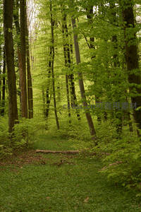 绿意盎然的森林小径，阳光透过树叶洒落