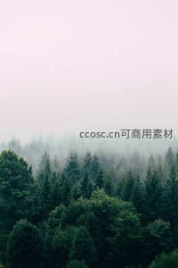 云雾缭绕的山林远景，松林若隐若现