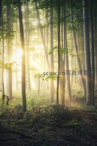 晨曦穿透林间，金色光束照亮静谧森林