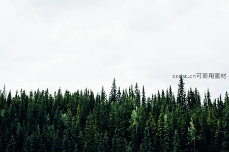 阴天云层下连绵不绝的森林天际线