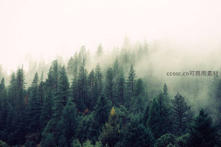 薄雾弥漫笼罩山林营造梦幻仙境之感