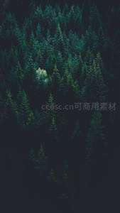 深林俯瞰，绿意盎然的自然秘境