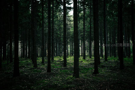幽暗密林深处，绿苔覆盖静谧地面