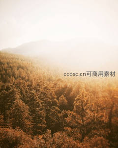 金色晨雾中的山林，阳光穿透薄雾洒满大地