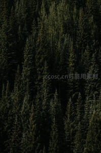 深邃墨绿针叶林，幽暗神秘的森林深处景象