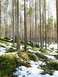 初春雪林，阳光穿透松树洒落斑驳