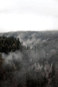 云雾缭绕山林，神秘森林若隐若现