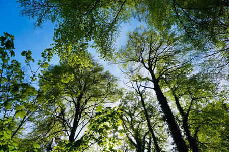 仰望绿意盎然的树冠，蓝天映衬生机