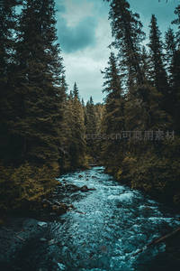 湍急溪流穿行于幽深针叶林间