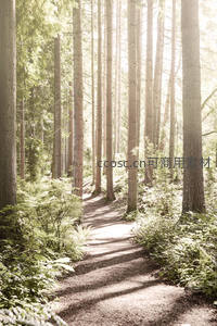 阳光透过松林洒在林间小径上