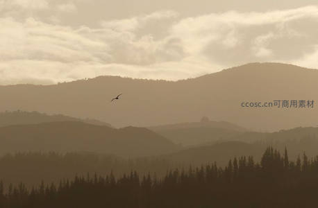 孤鸟飞越层叠山峦，晨雾弥漫如水墨画卷