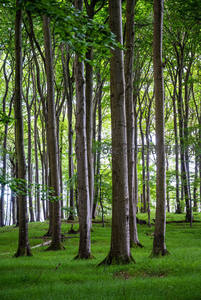 绿意盎然的森林深处，树干笔直向上生长