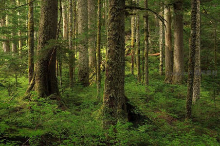 苔藓覆盖的古老森林，绿意浓密生机勃勃