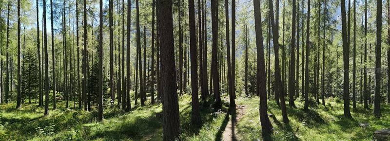 阳光洒满松林小径，树影斑驳绿意盎然