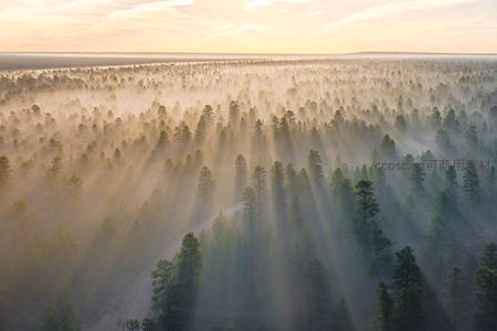 金色晨光穿透雾霭森林的奇景