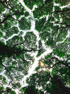 仰望视角下阳光透过繁茂树冠洒落