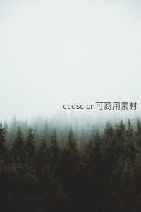 云海之上的苍翠林冠