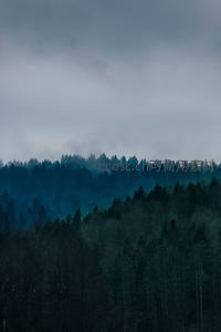 薄雾笼罩的深邃森林秘境