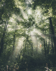 晨曦穿透密林光束如画