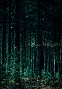 幽深森林中的静谧秘境