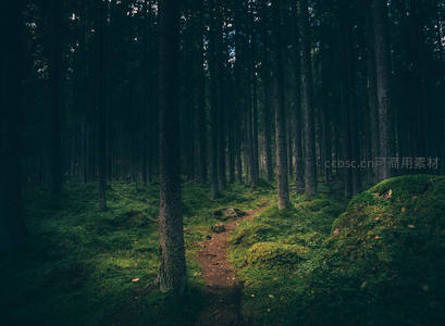 幽深森林中的苔藓小径
