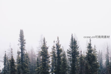 雾霭笼罩松林，神秘静谧如梦似幻