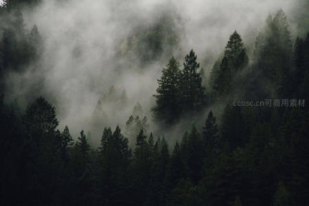 浓雾深林间，松影隐秘幽径