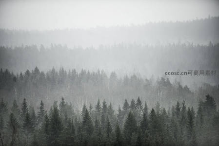 层叠雾林景，远山近树皆朦胧