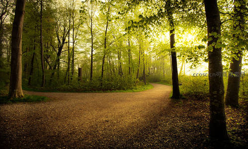 林间小径沐浴金色晨光