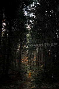 幽深密林透出微弱暖光