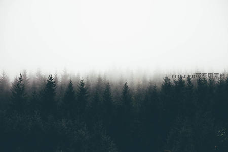 雾霭弥漫覆盖整片森林