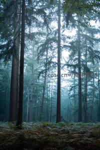 薄雾笼罩的幽深松林，静谧而神秘