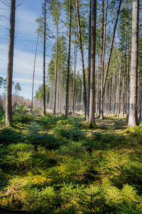 阳光穿透林间，嫩绿幼苗生机勃勃
