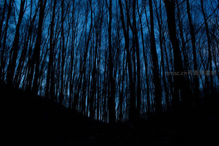 夜幕降临，枯树剪影勾勒深蓝天空