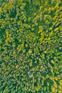 俯瞰森林绿海，生机盎然的自然画卷