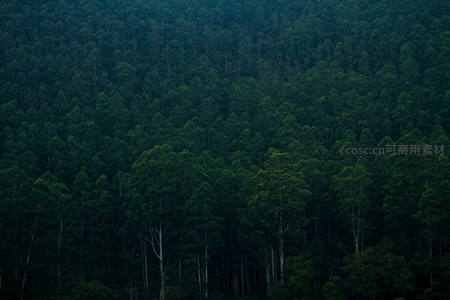 深林幽静，墨绿树影中的神秘世界