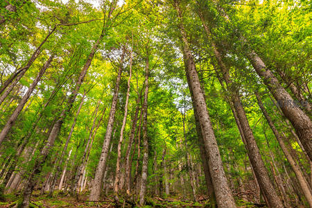 仰望森林穹顶，阳光穿透绿叶缝隙